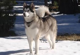 Keiko has the best dog insurance for Alaskan Malamutes.